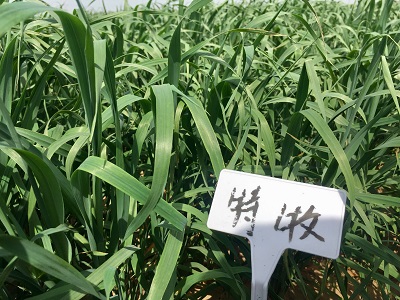 ”特牧“在威县种植 2019年上旬.jpg